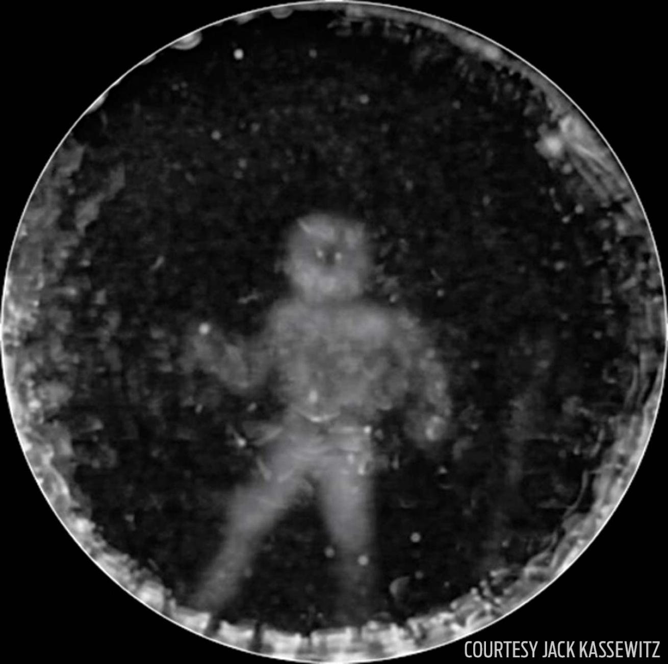 dolphin echolocation image cymascope