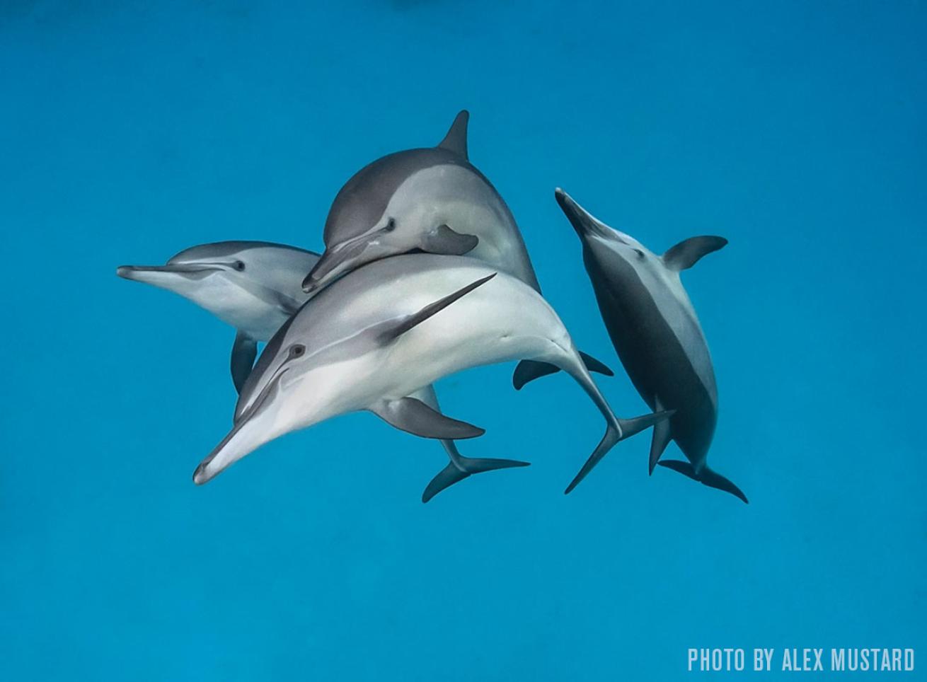 Dolphins swim in ocean