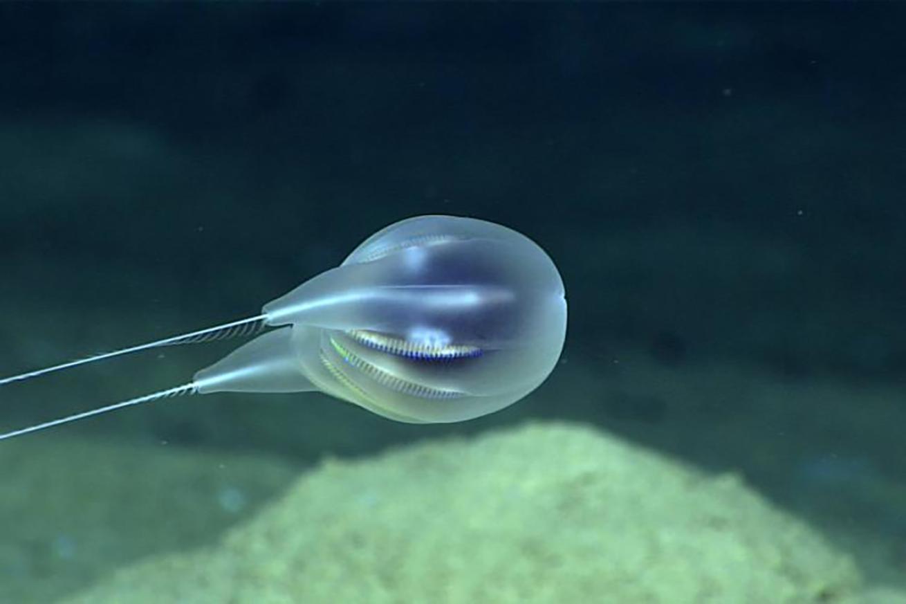 Comb jelly