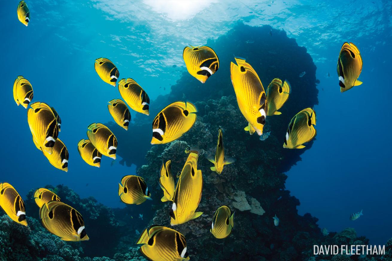 colorful yellow fish underwater