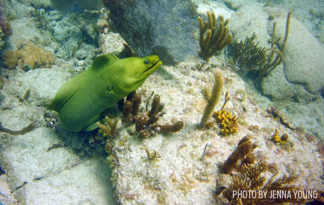 moray eel scuba diving