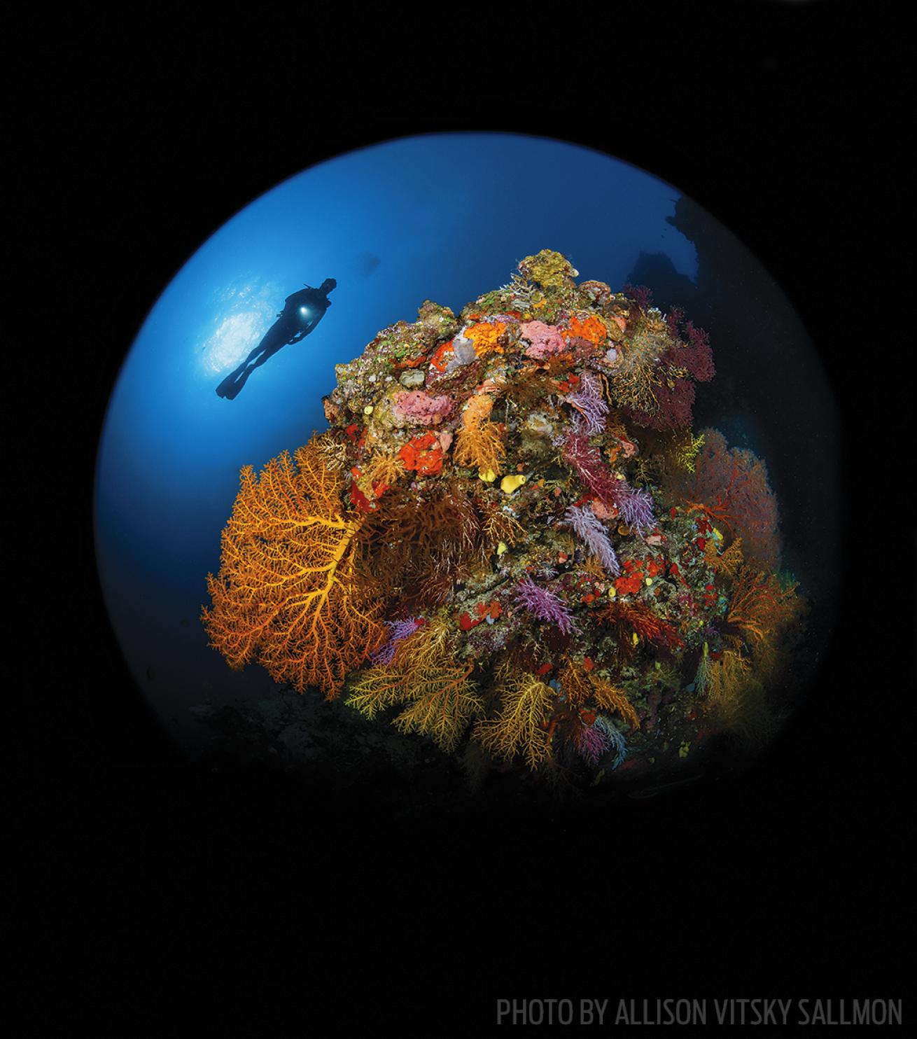 wide angle underwater photography fiji