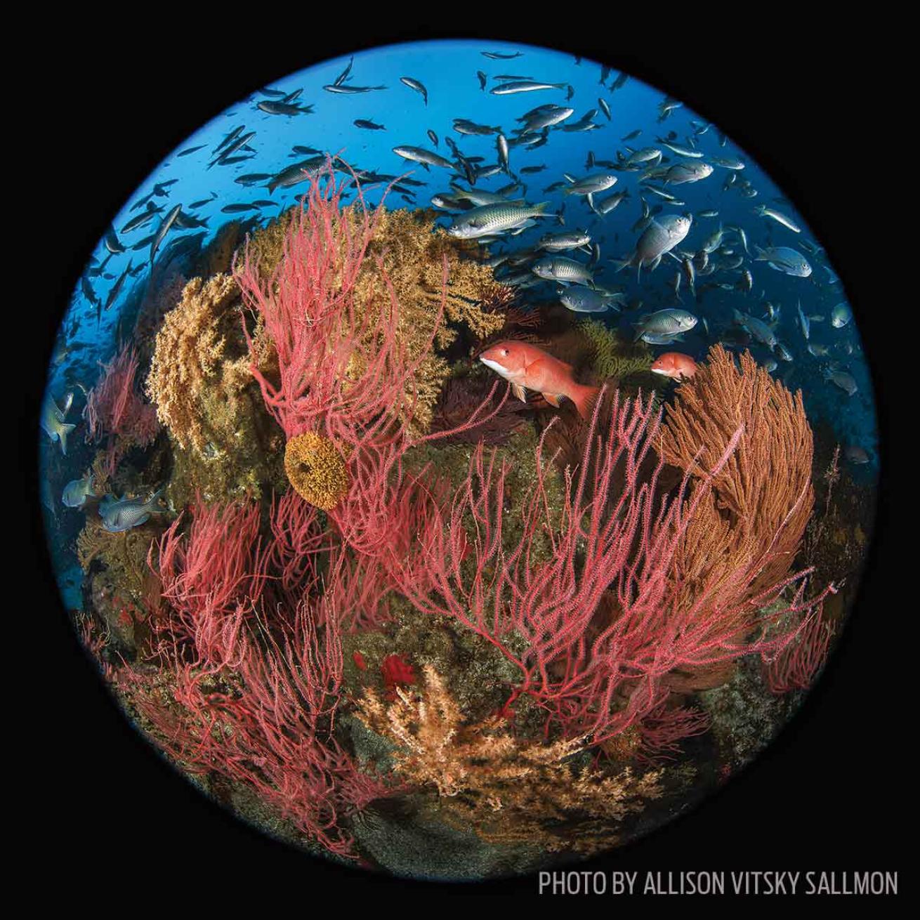 fisheye lens technique