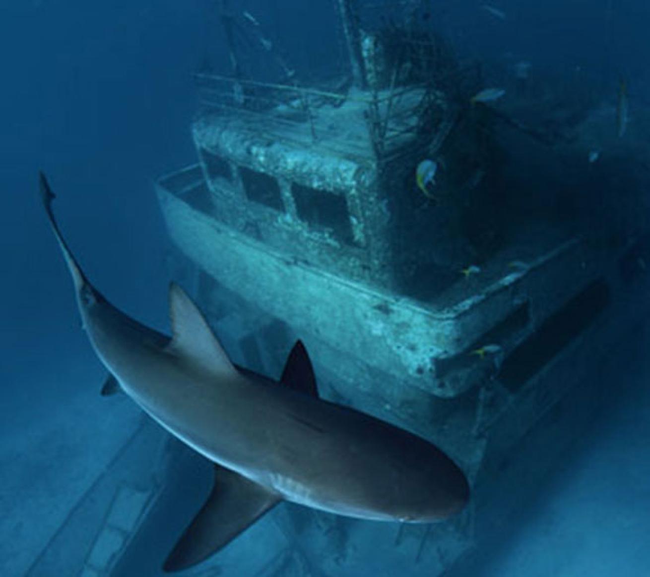 Ray of Hope shipwreck