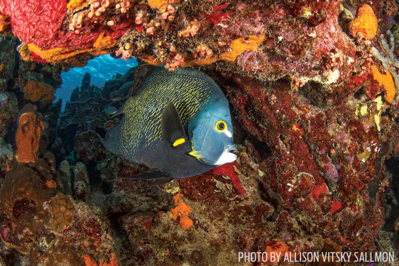 french angelfish bonaire