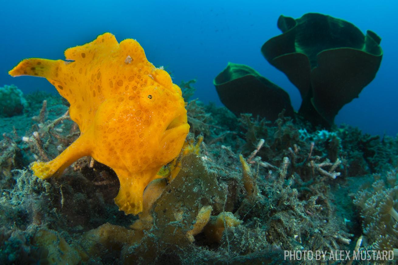 frogfish lembeh strait indonesia