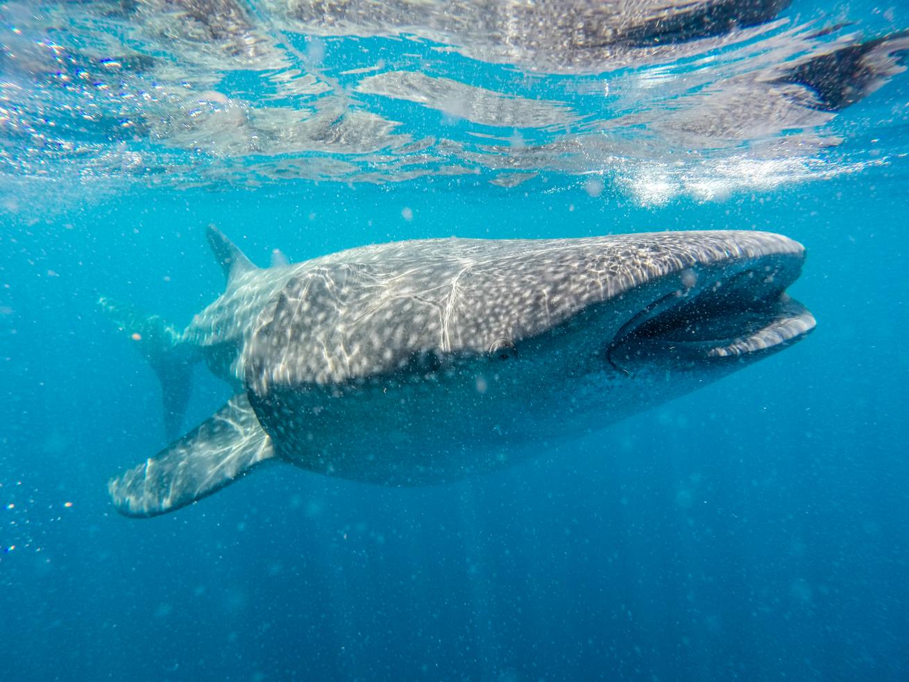 whale shark mexico snorkeling