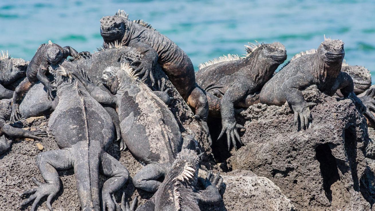 Marine iguanas Galapagos