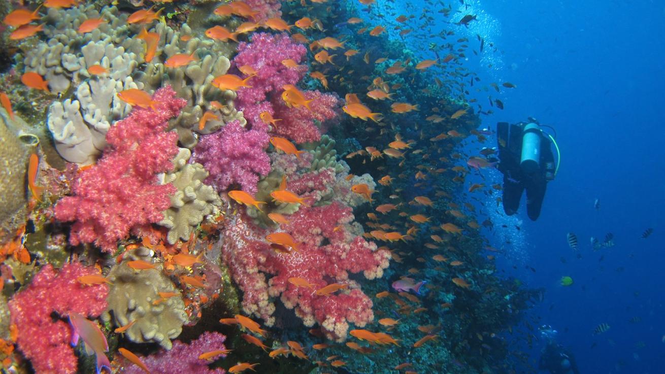 gau island fiji diving