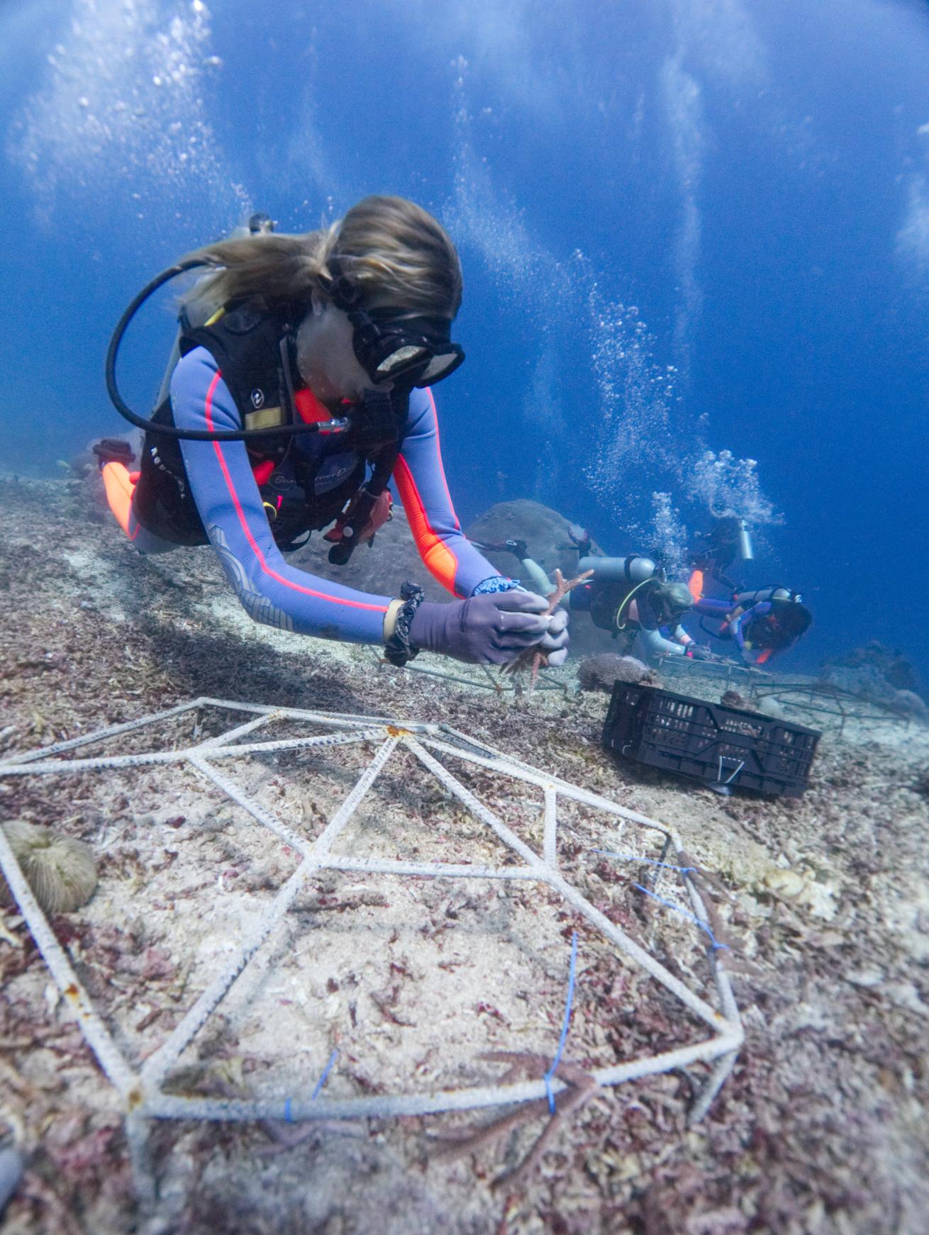 Gili coral reef conservation