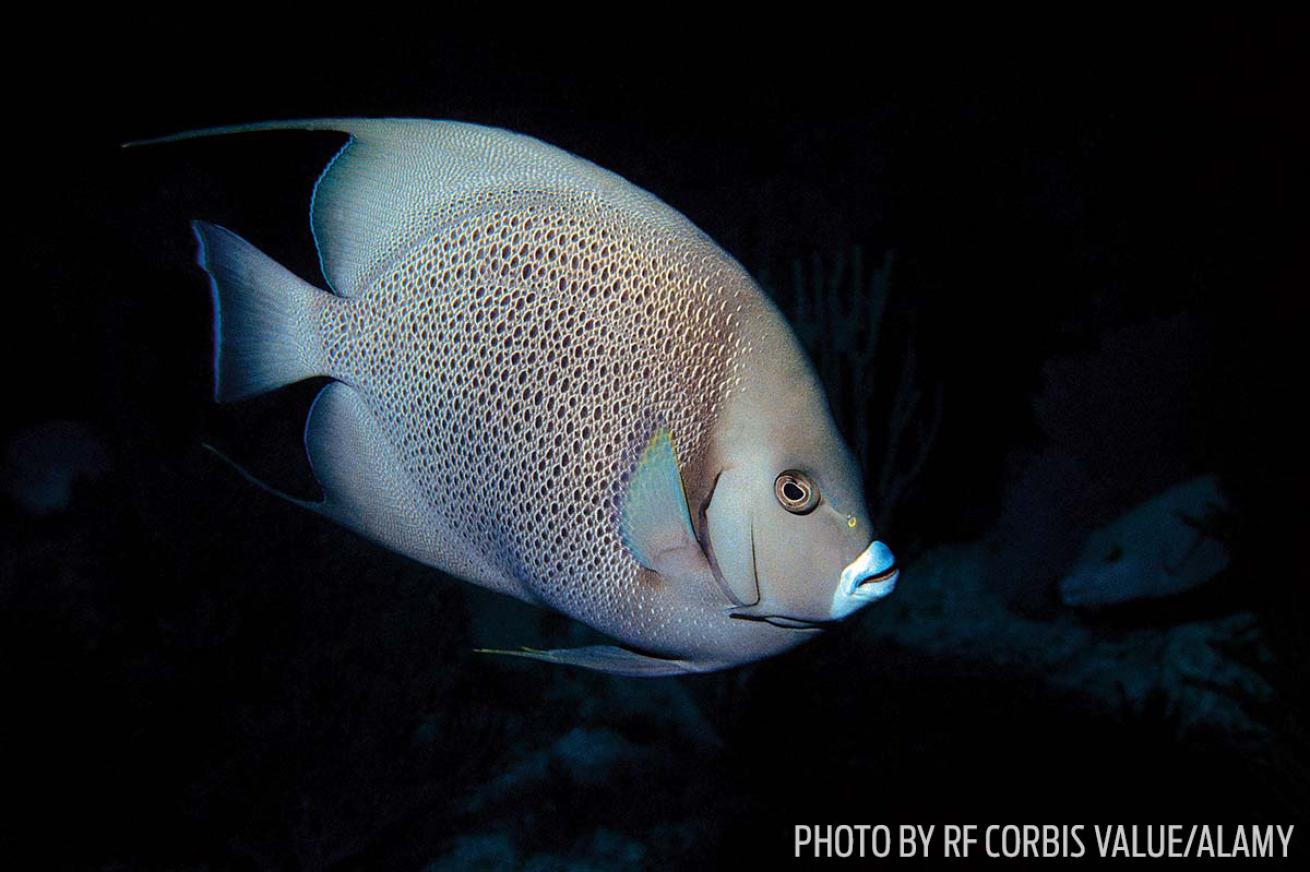 gray angelfish fish id tips