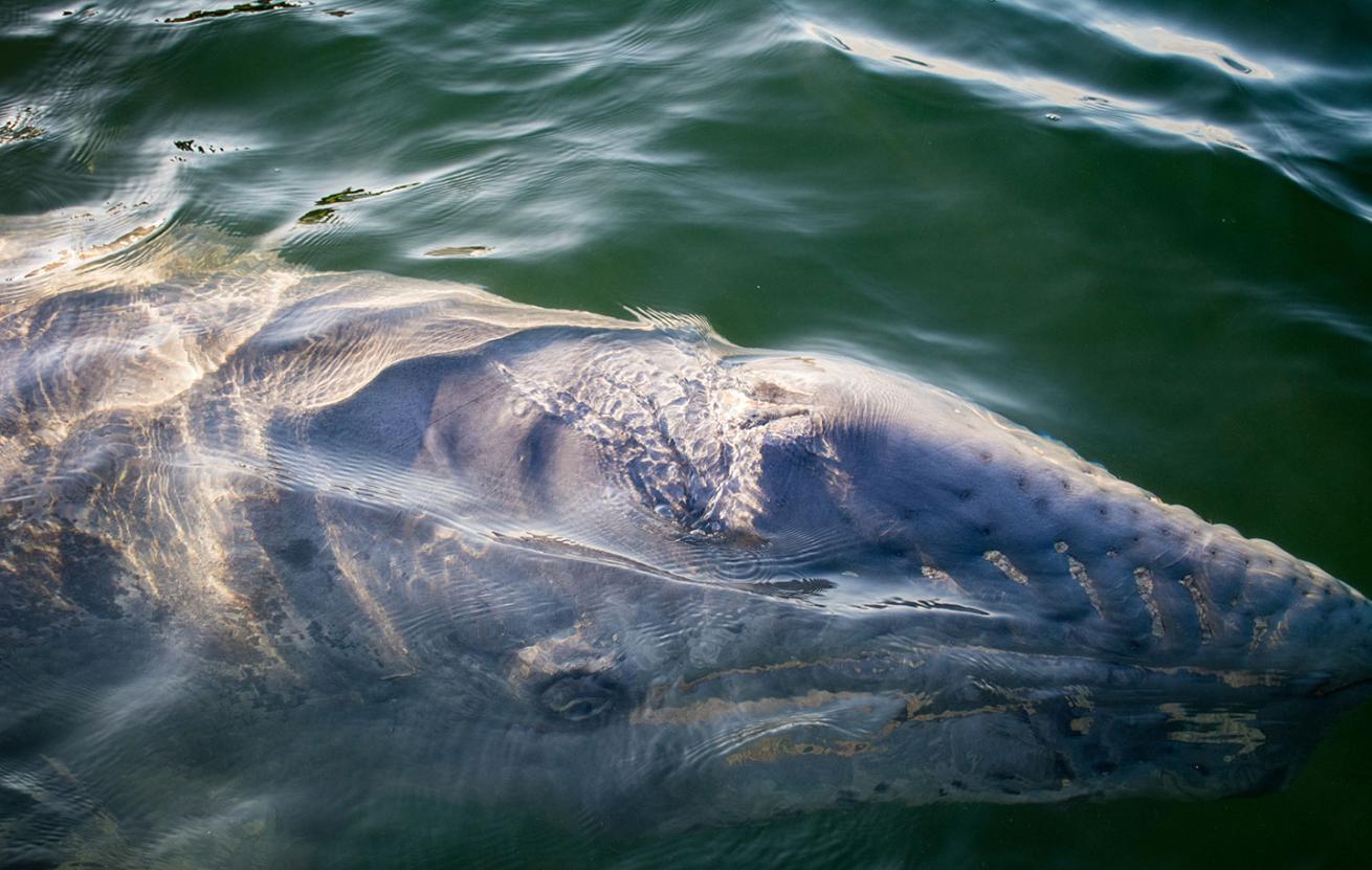 gray whale
