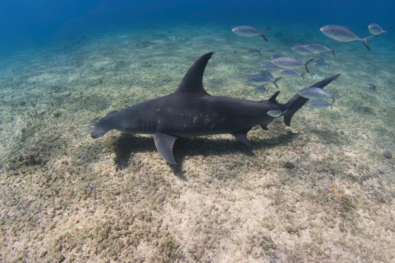 hammerhead shark mating scars