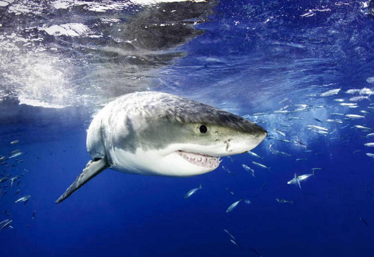 great white shark