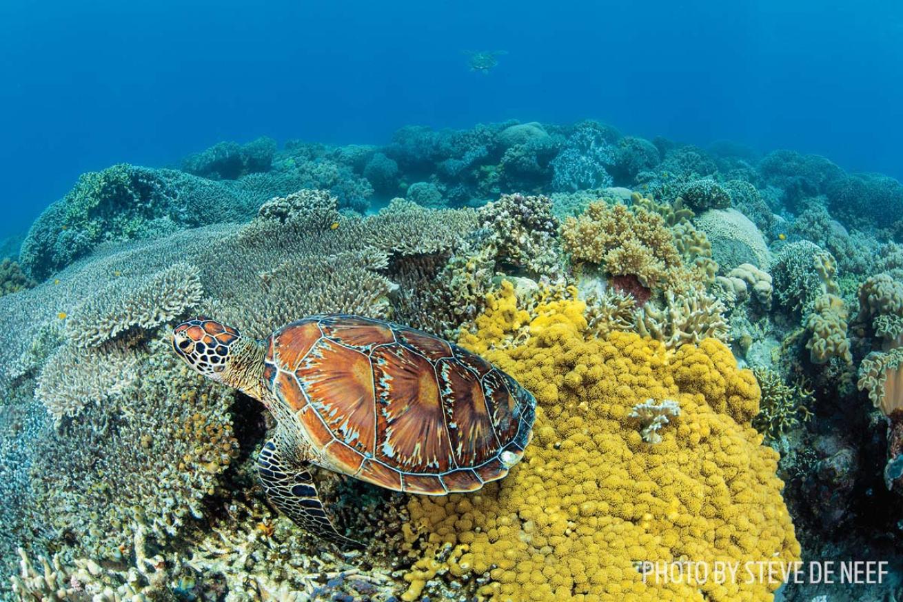 Apo island scuba diving green sea turtle