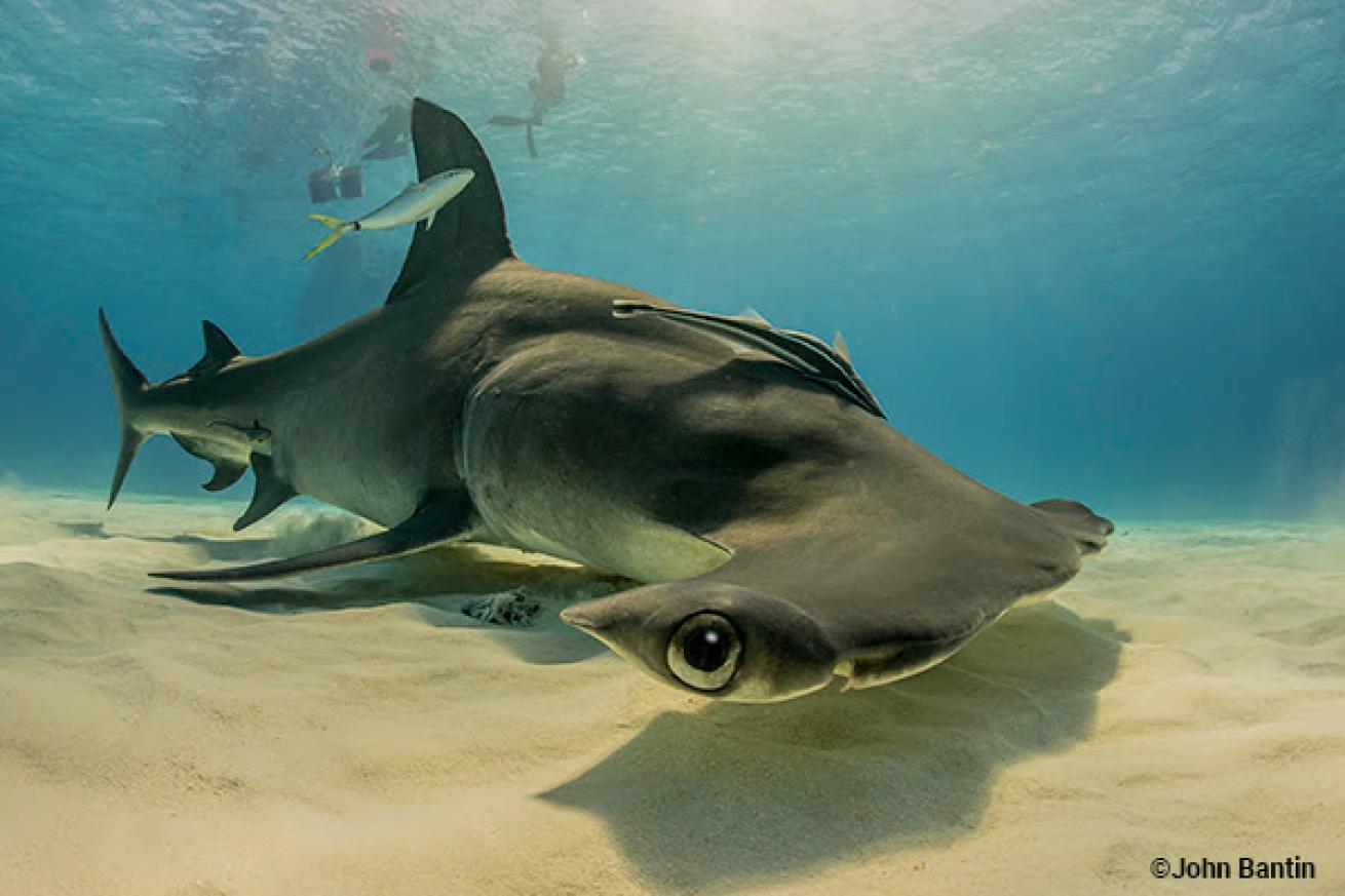 hammerhead shark bimini bahamas