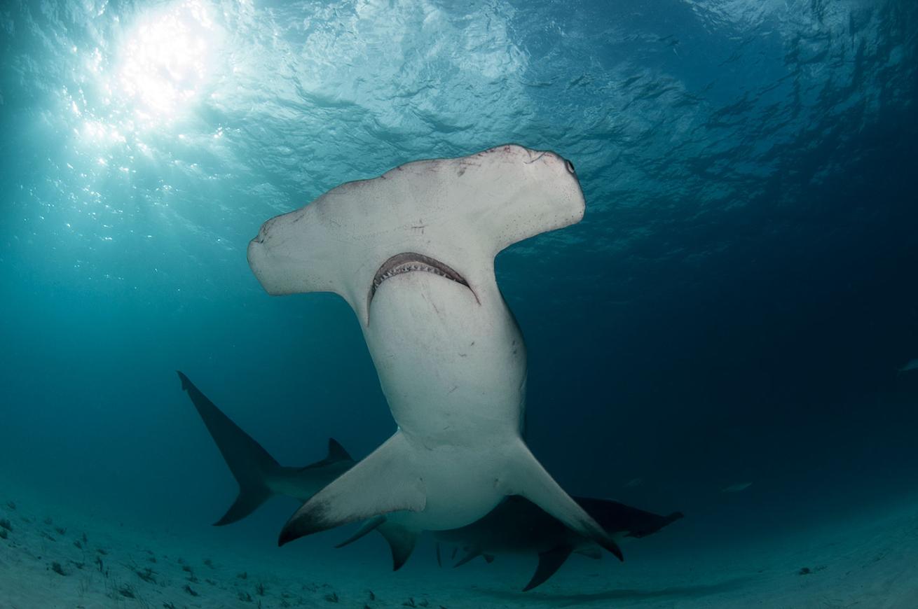 hammerhead shark