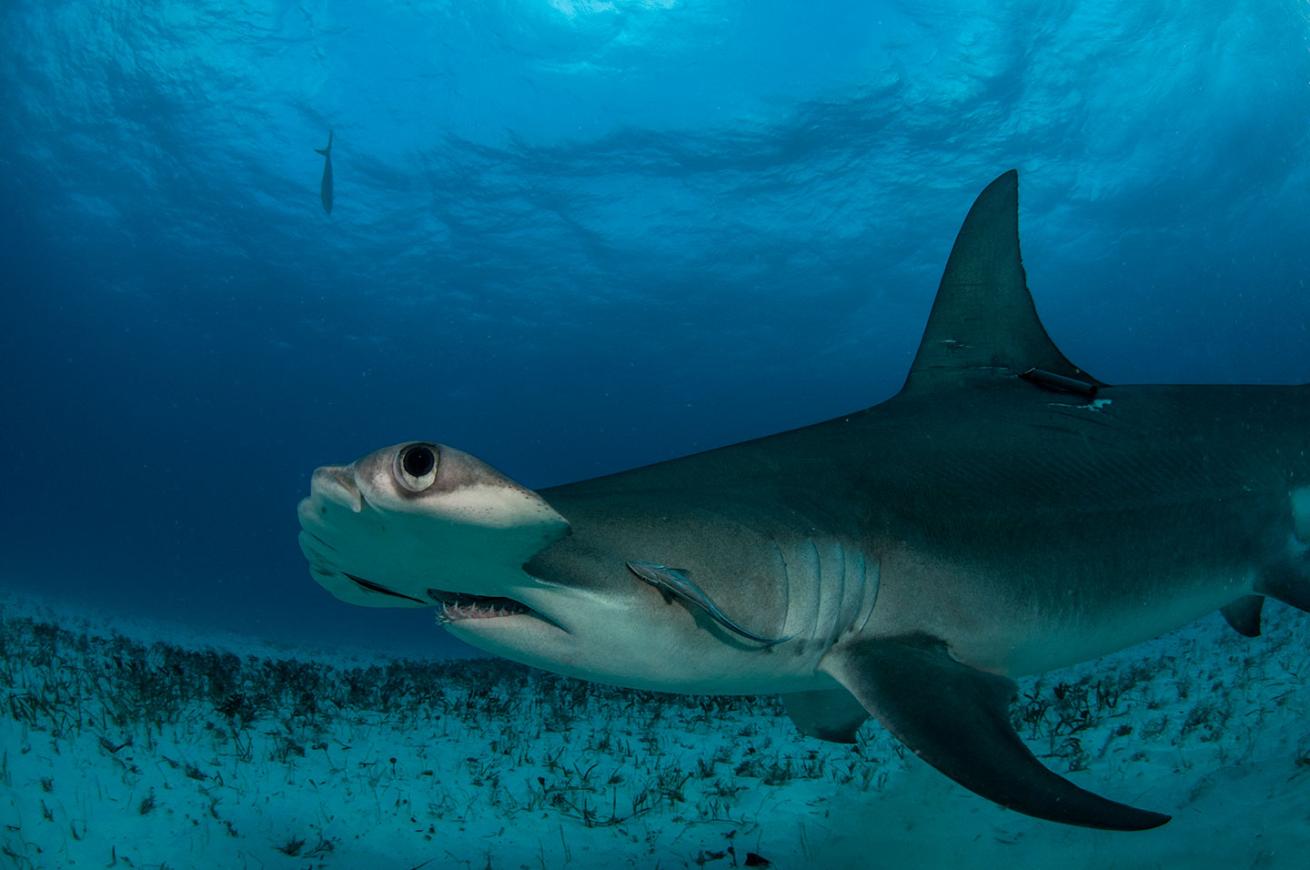 hammerhead shark