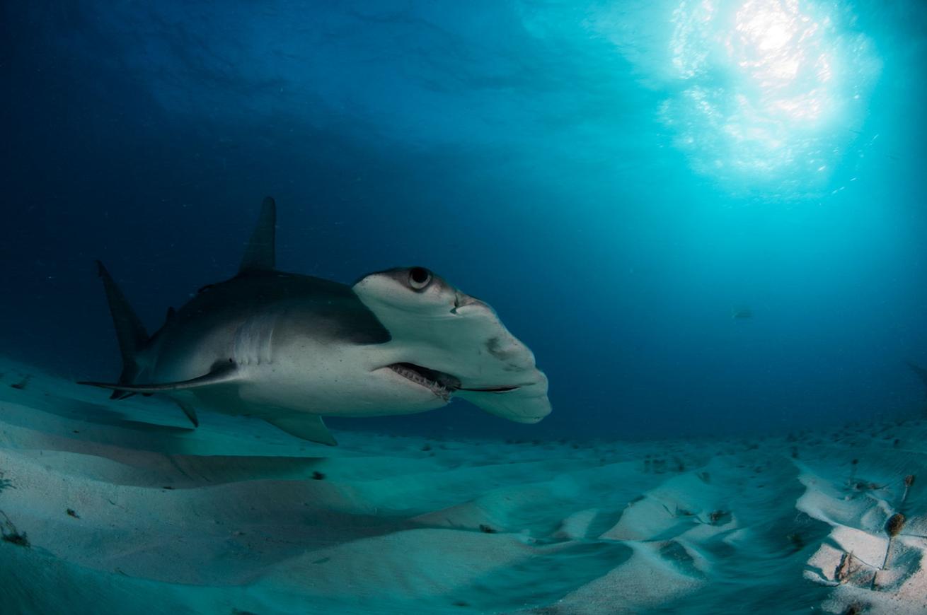 hammerhead shark