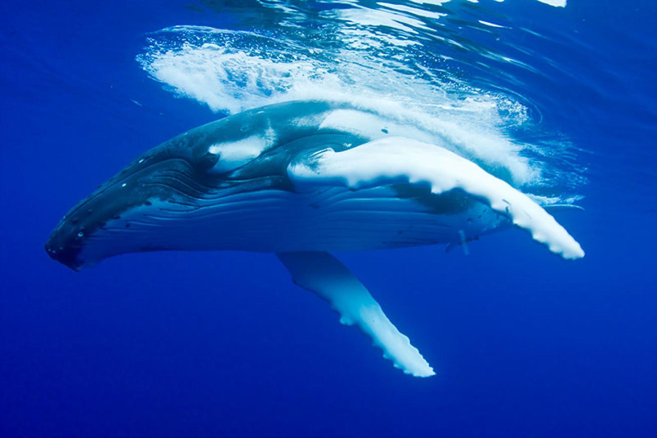 humpback whale
