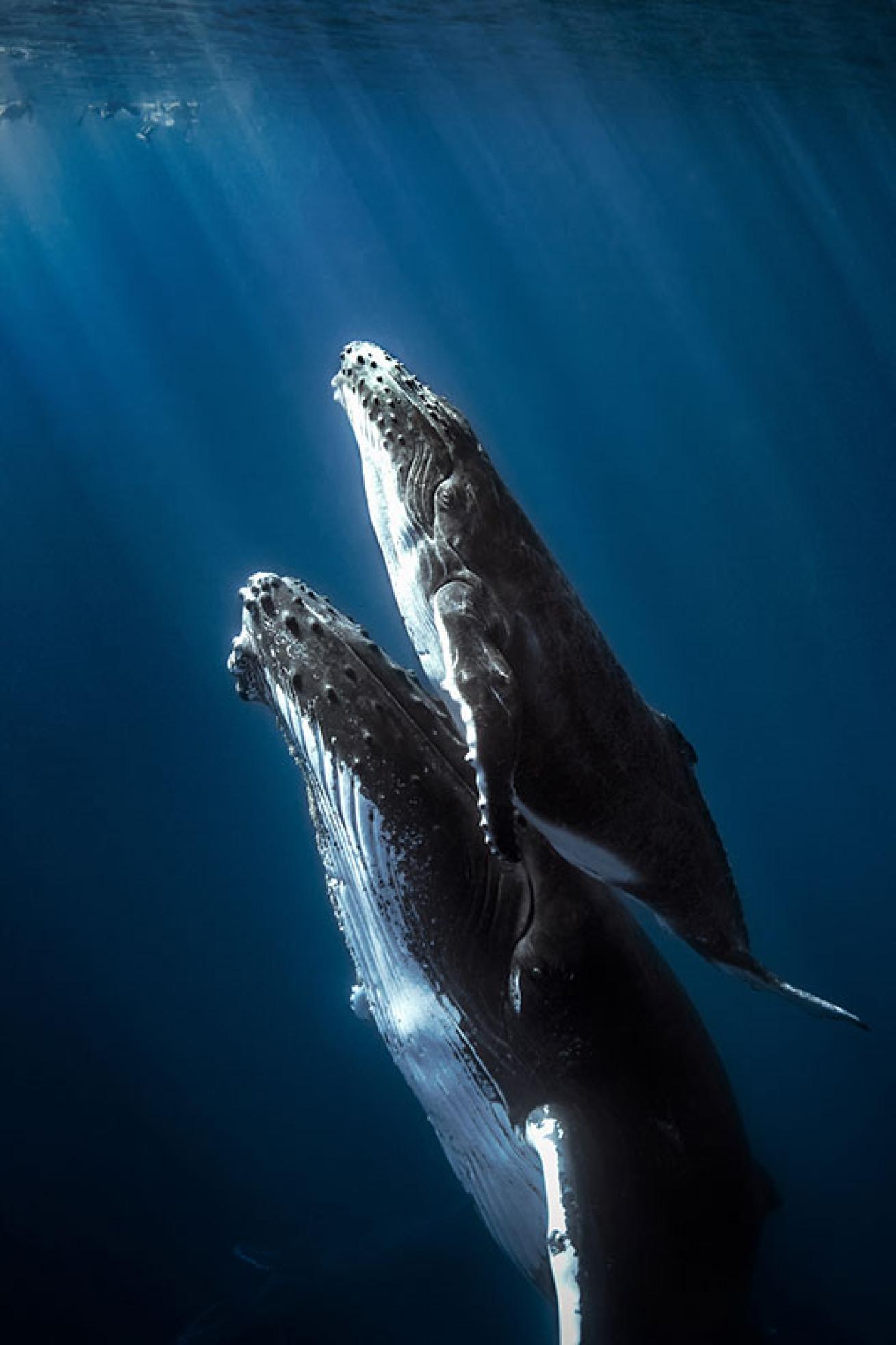 humpback whales