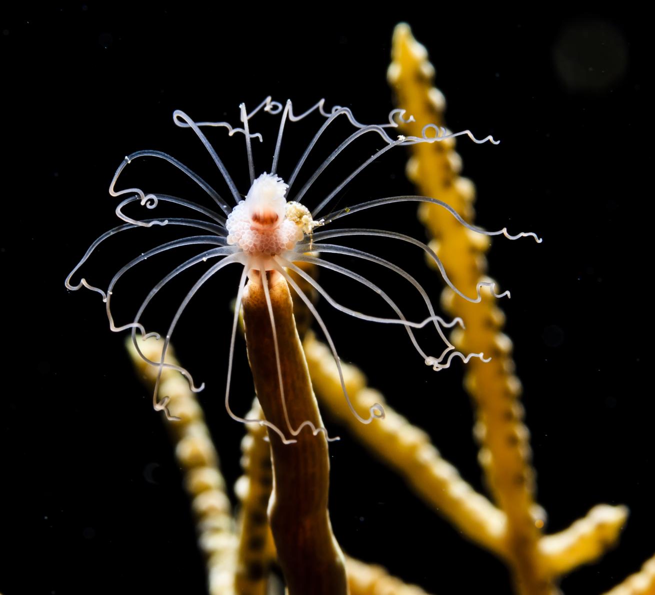 hydroid