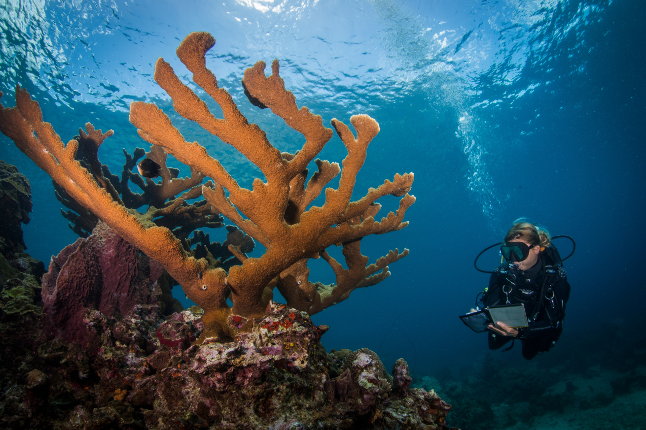 female diver underwater