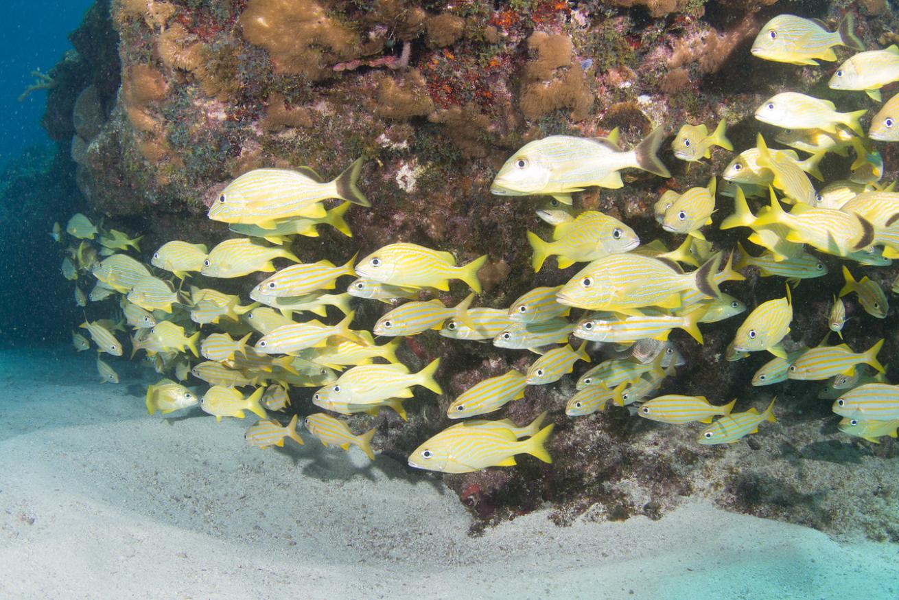 an underwater photo of a school of fish in Florida