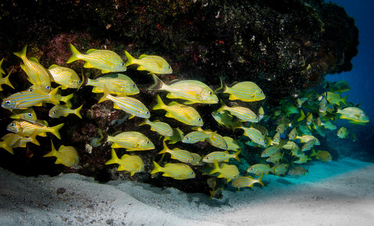 an underwater photo of a school of fish in Florida