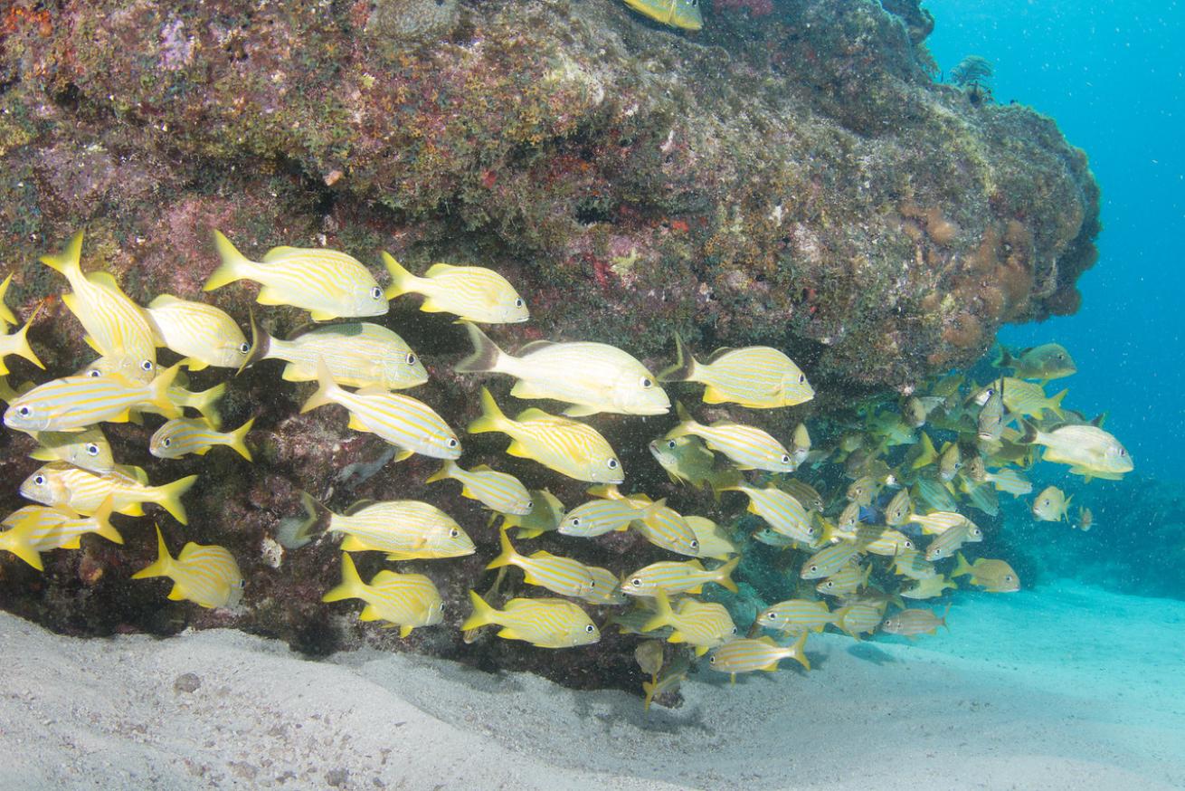 an underwater photo of a school of fish in Florida