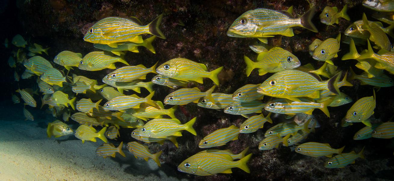 an underwater photo of a school of fish in Florida