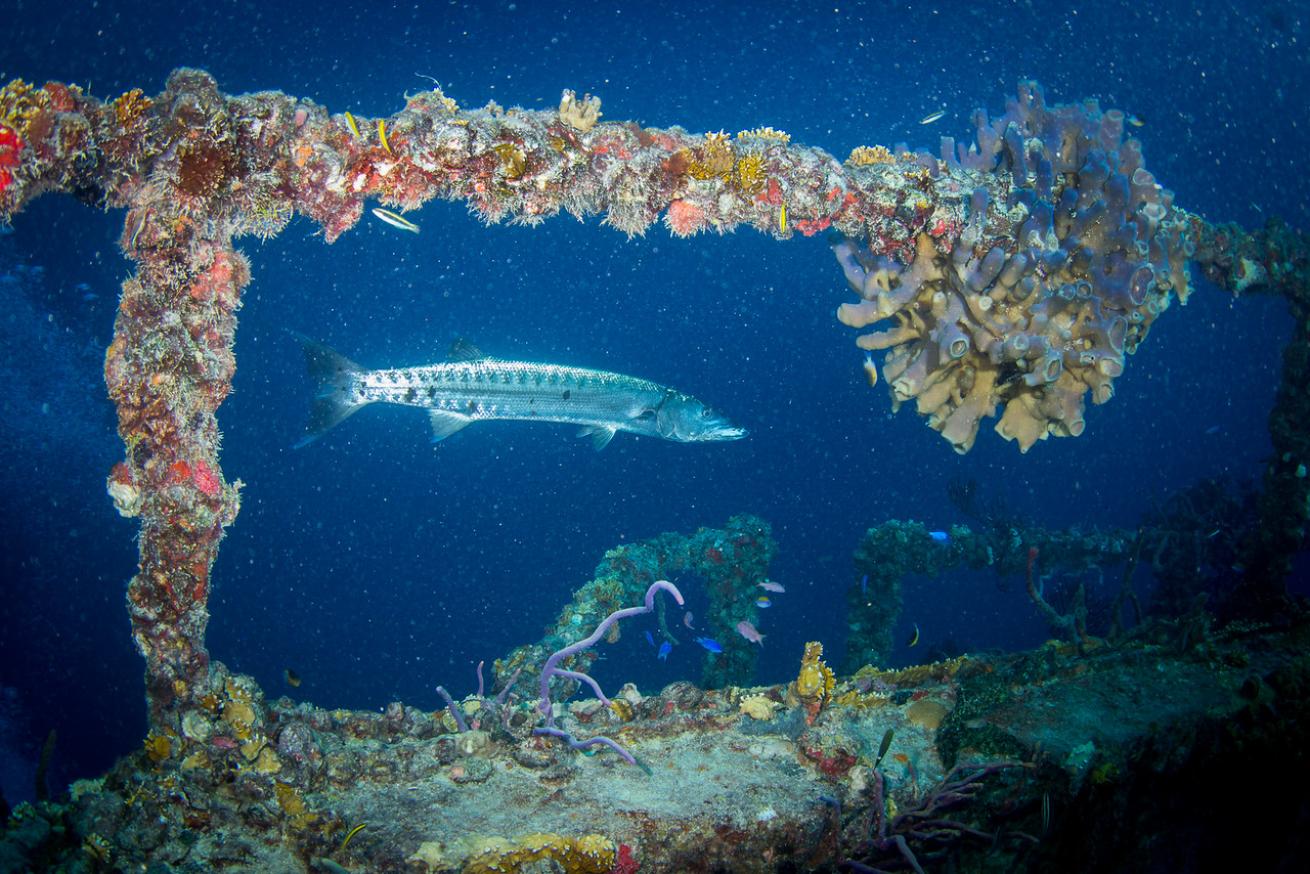 an underwater photo of a barracuda on the Spiegel Grove