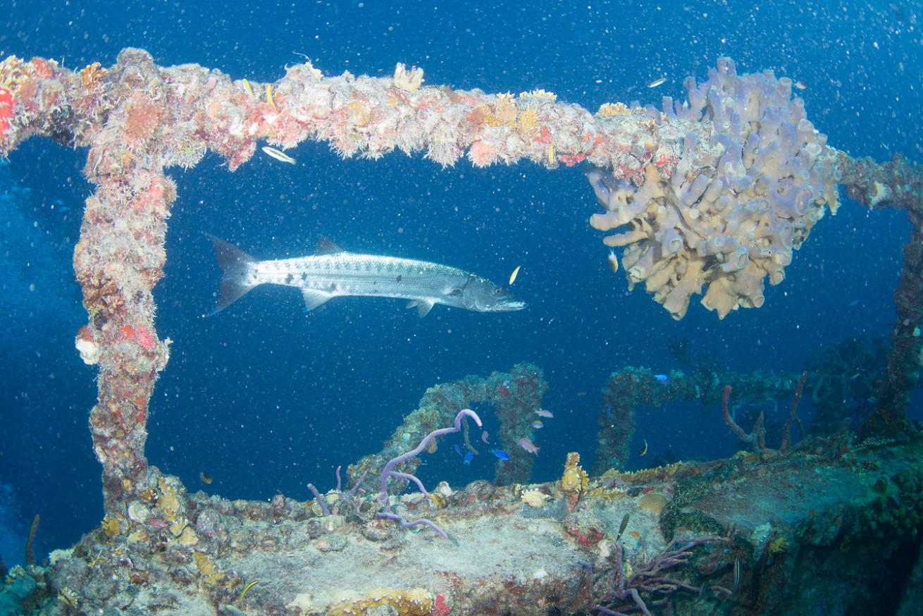 an underwater photo of a barracuda on the Spiegel Grove