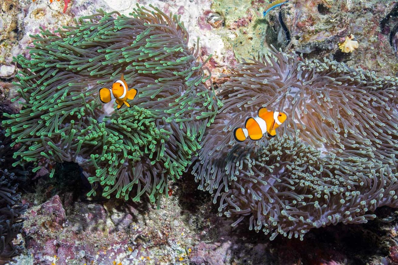 clownfish in Thailand