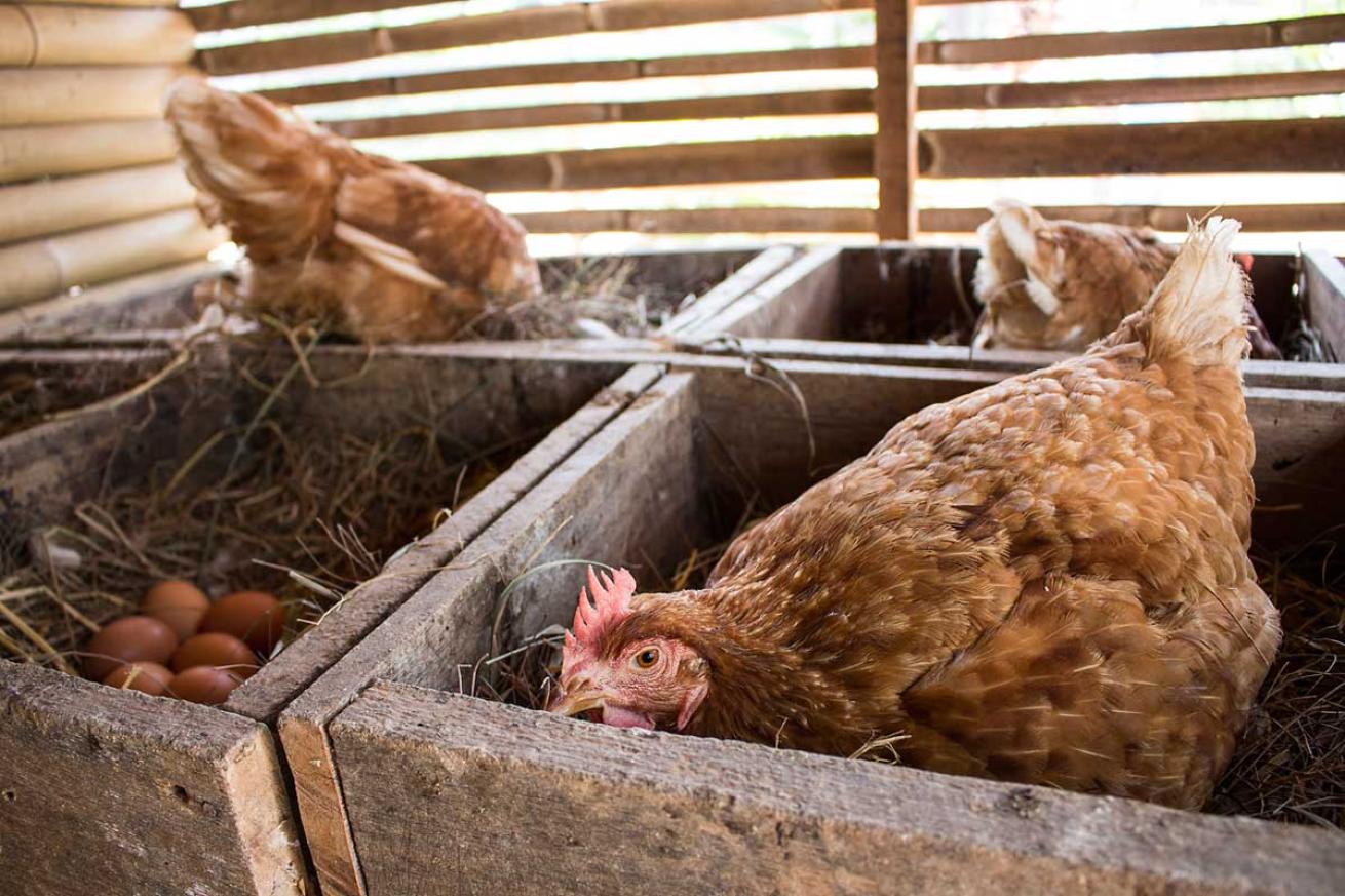 chicken in Thailand