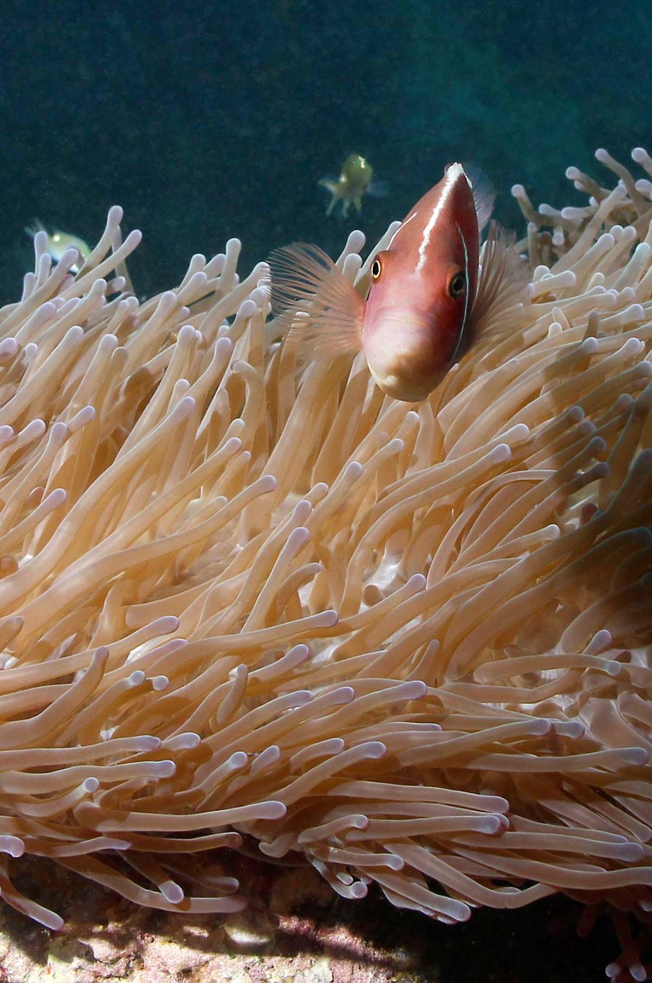 wide angle shot of clownfish in Thailand