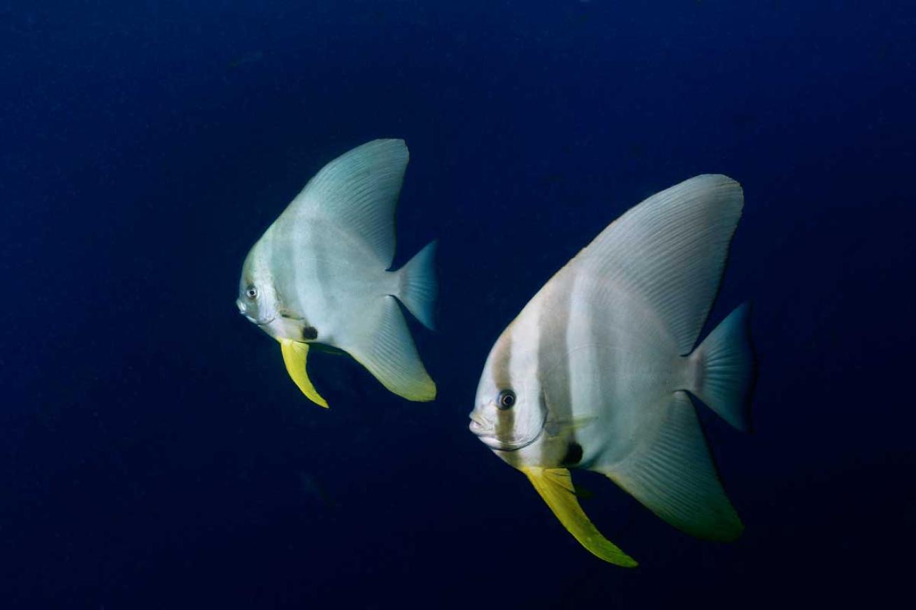 spadefish in Thailand