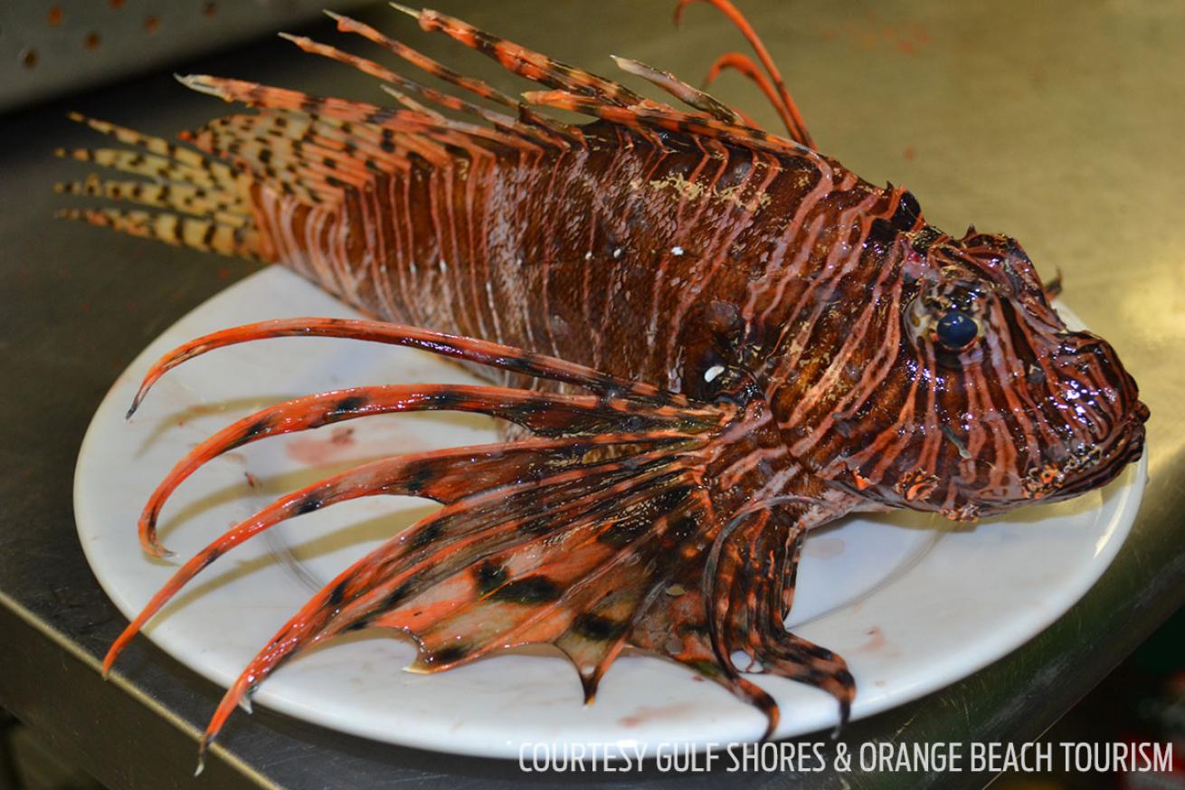 Invasive lionfish as a source of sustainable seafood.