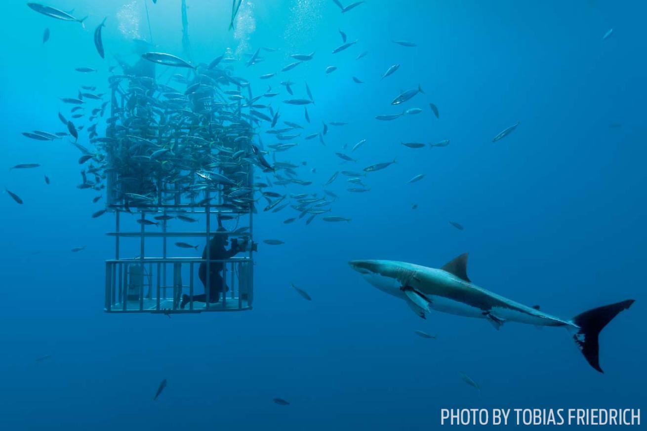 Great white shark mexico cage diving guadalupe