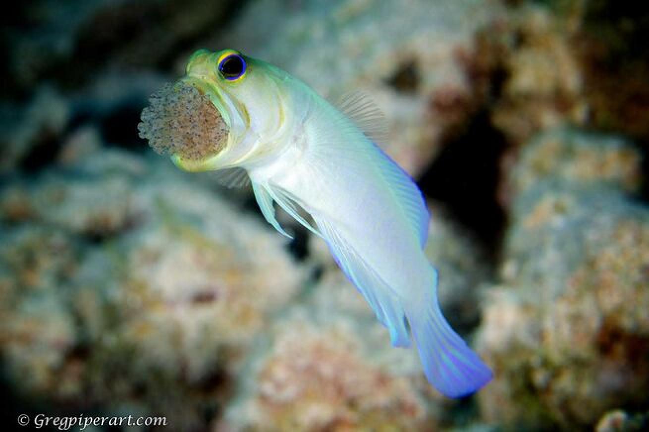 Yellow-headed jawfish