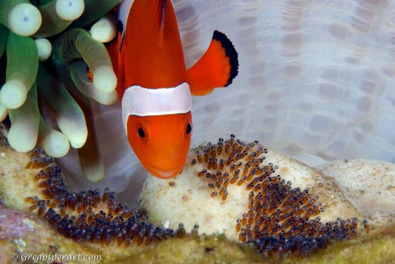 False clownfish