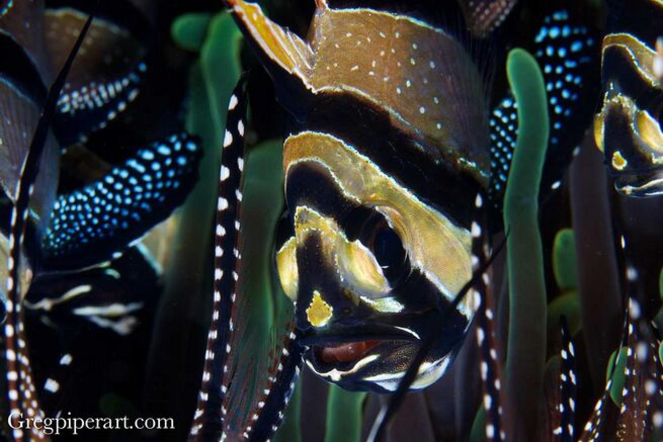 Banggai cardinalfish