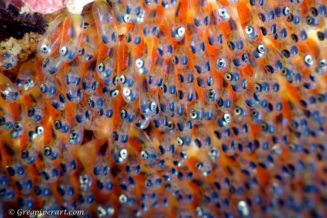 Clown anemonefish eggs