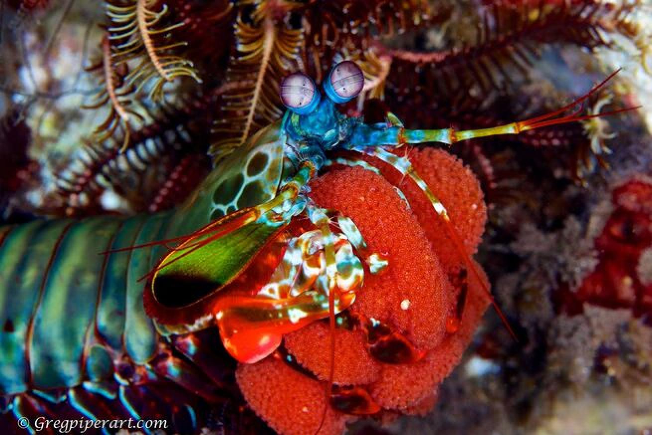 Peacock Mantis Shrimp