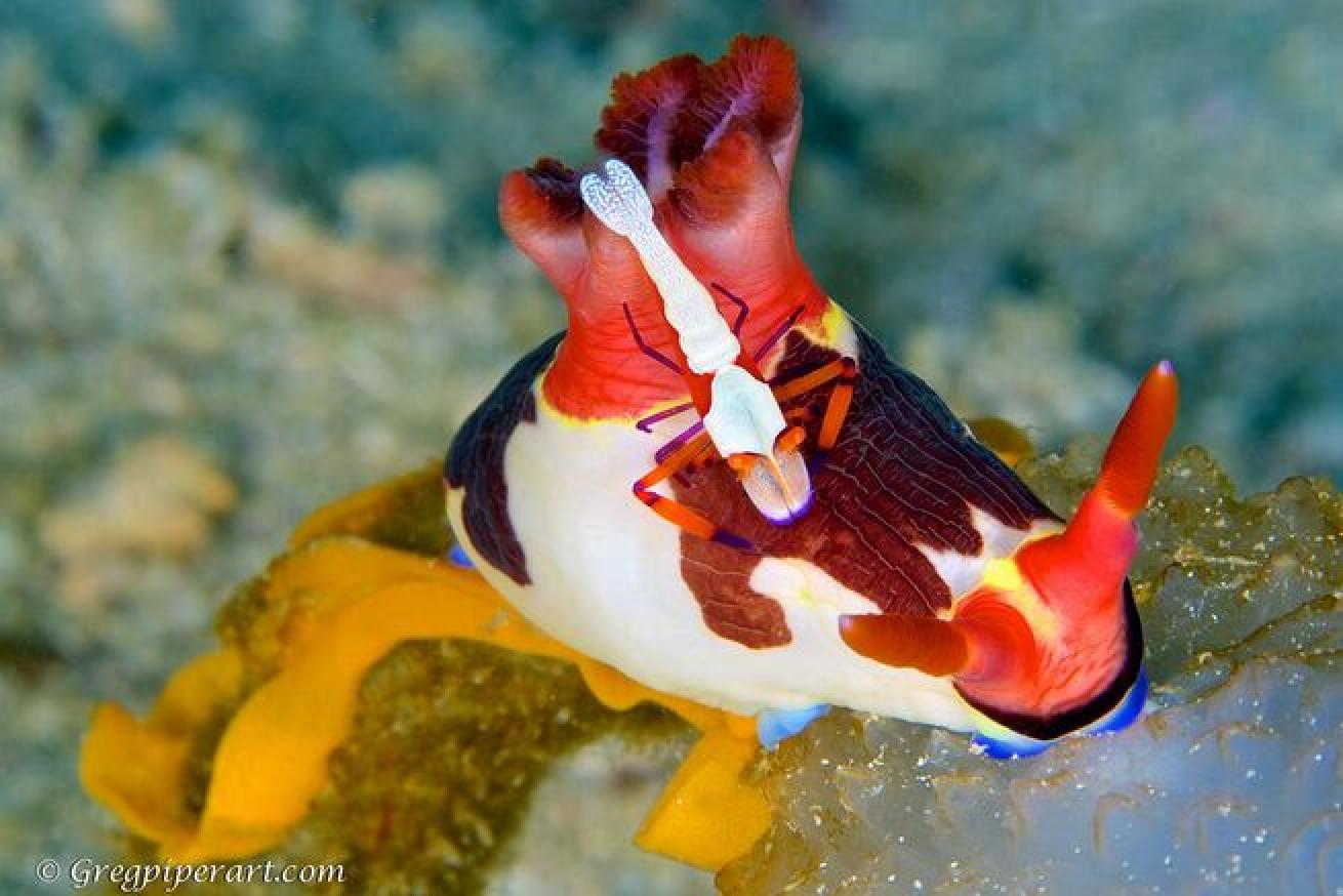 Chamberlains Nembrotha nudi