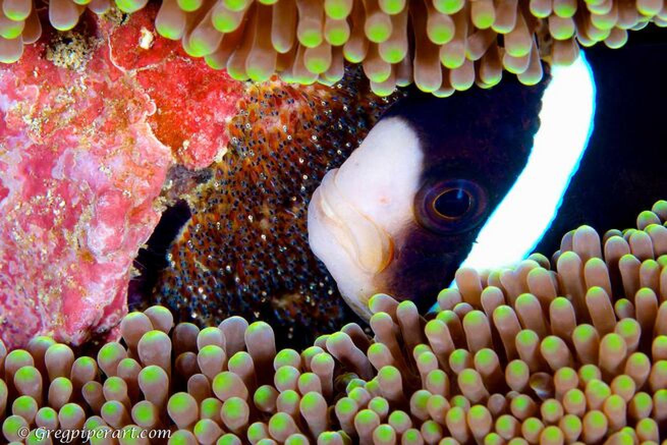 Sebae anemonefish