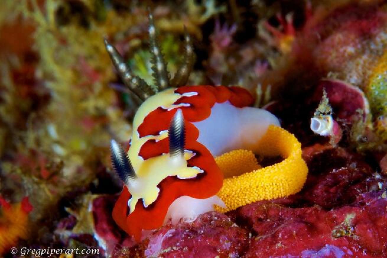 Creamy Chromodoris