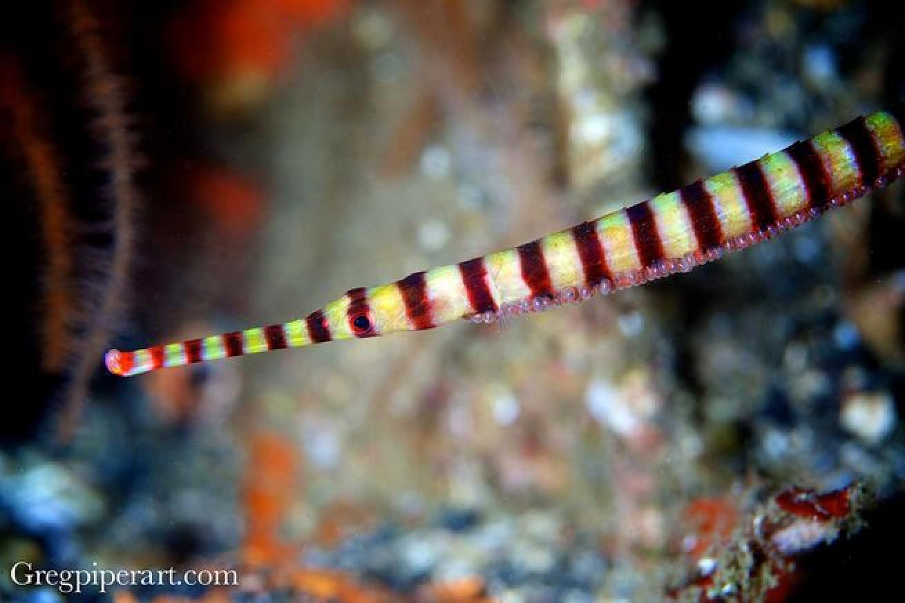 Ringed pipefish