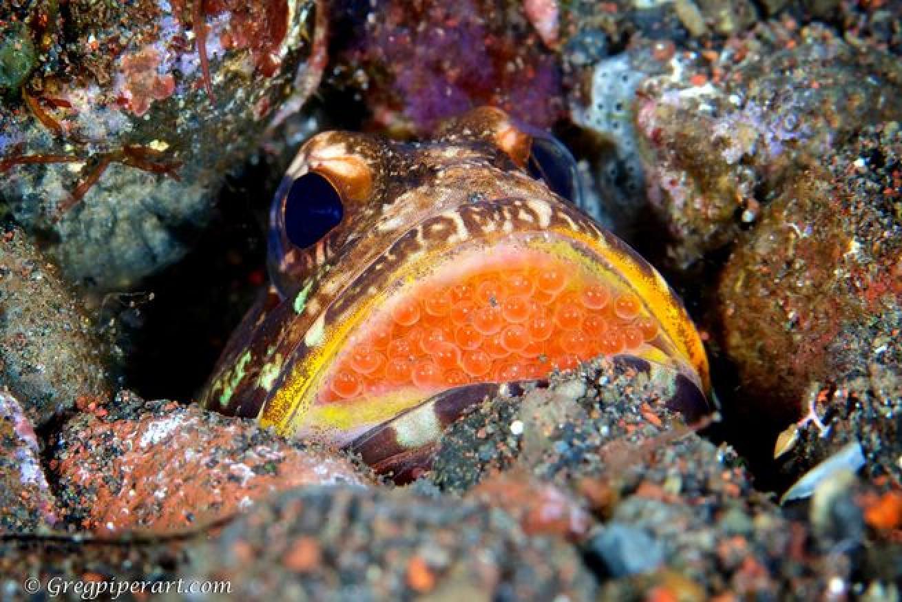 Yellow-barred jawfish
