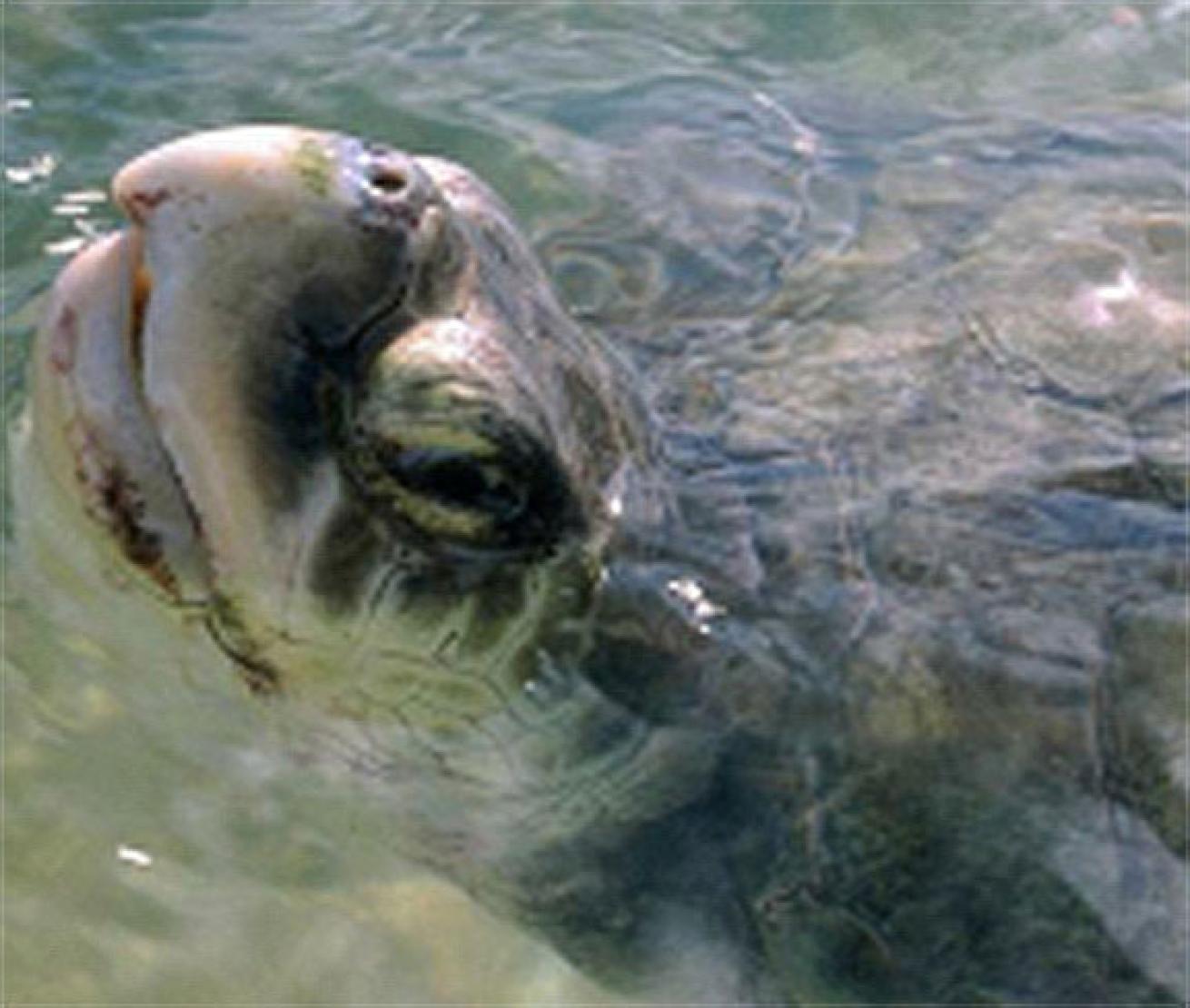 Kemp's ridley sea turtle